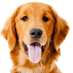 Dog : full parasitological examination