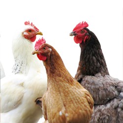 Poultry : full parasitological examination