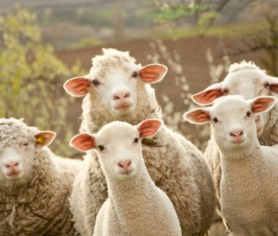 Petit ruminant : examen parasitologique complet