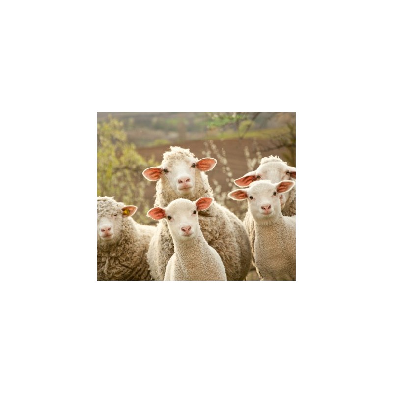 Petit ruminant : examen parasitologique complet