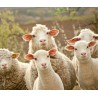 Petit ruminant : examen parasitologique complet