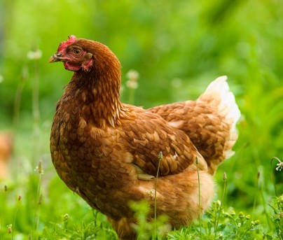 Volaille : examen parasitologique complet
