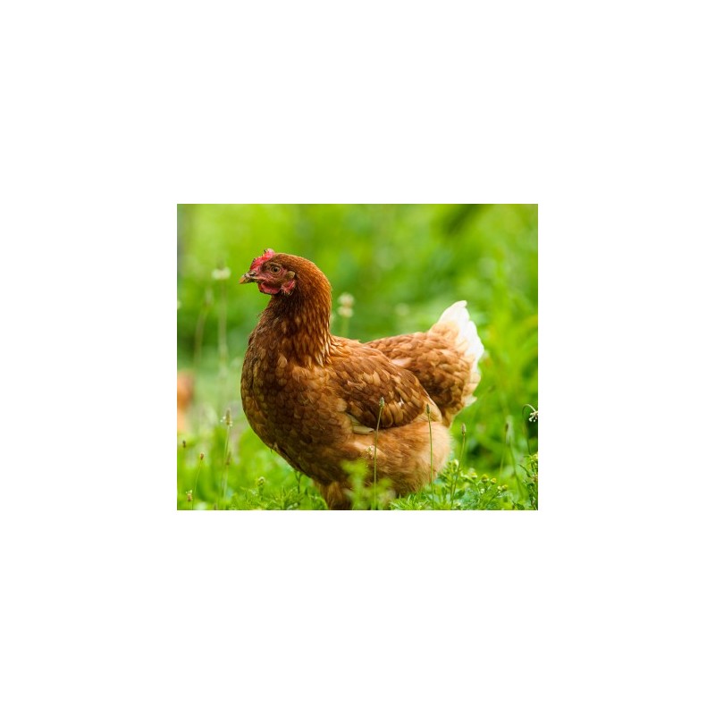 Volaille : examen parasitologique complet
