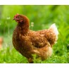 Volaille : examen parasitologique complet