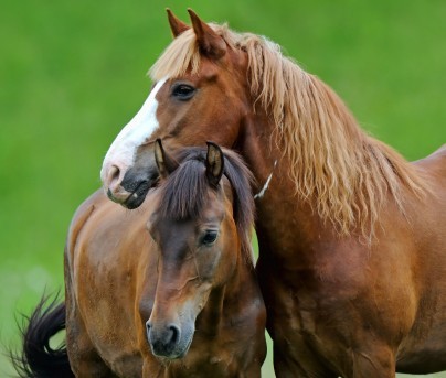 Cheval : examen parasitologique complet