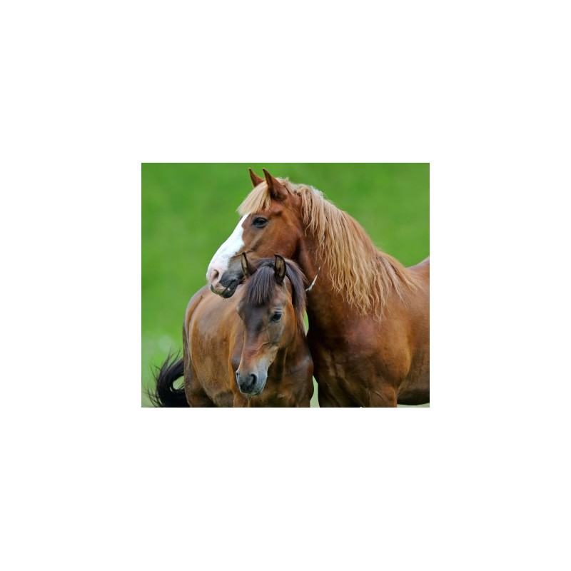 Cheval : examen parasitologique complet