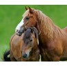 Cheval : examen parasitologique complet