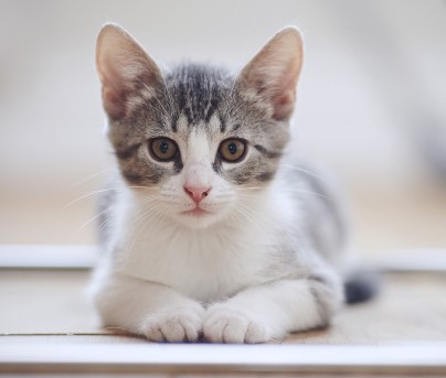 Chat : examen parasitologique complet