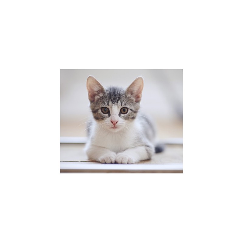 Chat : examen parasitologique complet