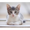 Chat : examen parasitologique complet
