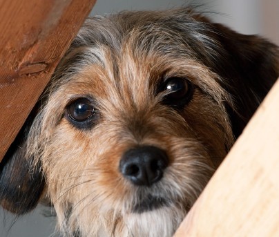 Chien : examen parasitologique complet
