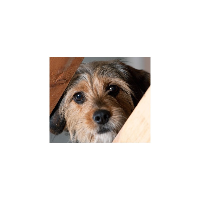 Chien : examen parasitologique complet