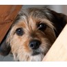 Chien : examen parasitologique complet