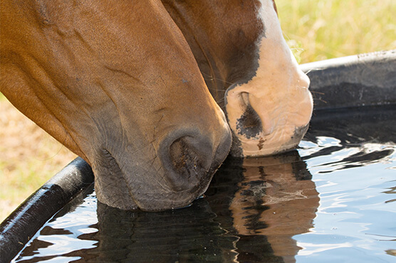 Chevaux buvant dans un abreuvoir - Analyses santé animale
